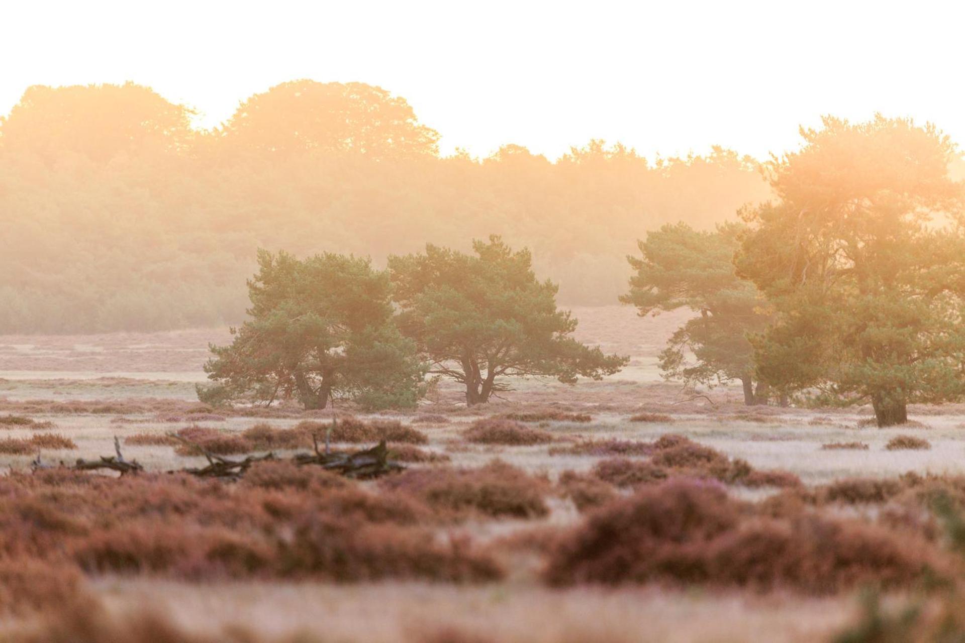 Top Luxe Chalet - Kindvriendelijk - Bos En Heide هارفايك المظهر الخارجي الصورة